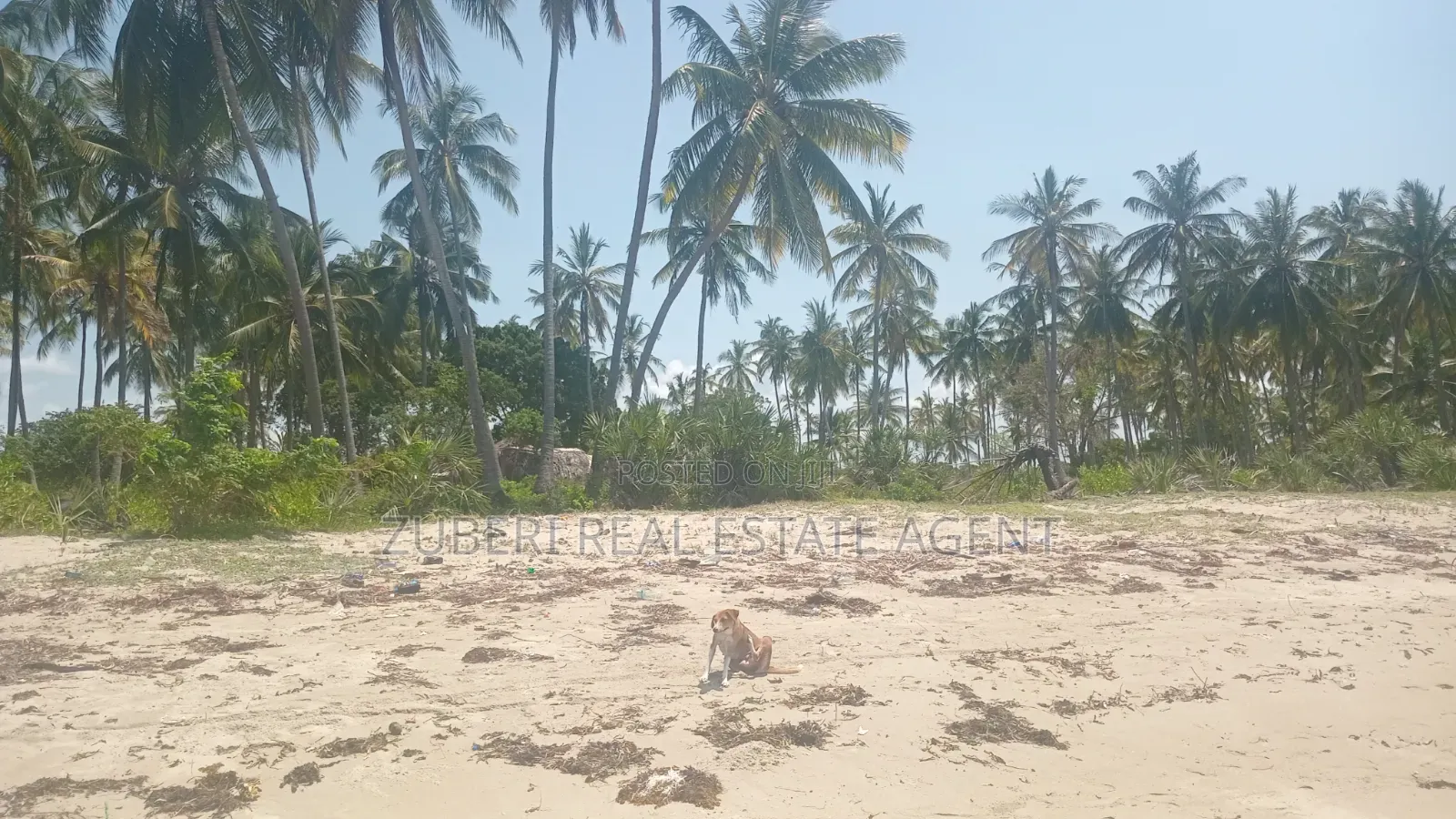 Beach Plot on Sale Mkwaja Village Pangani