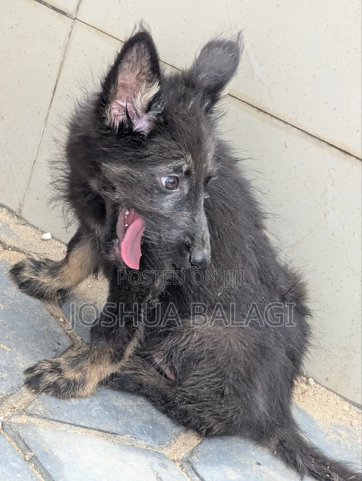 1-3 months Male Purebred German Shepherd