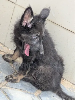 1-3 months Male Purebred German Shepherd