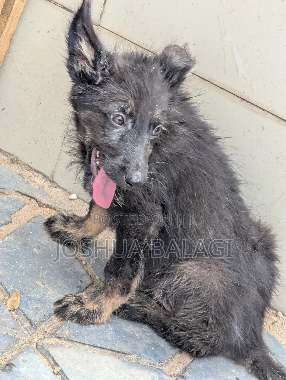 1-3 months Male Purebred German Shepherd