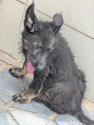1-3 months Male Purebred German Shepherd