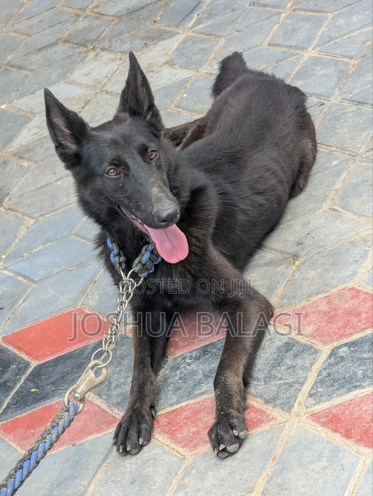 3-6 months Female Purebred German Shepherd
