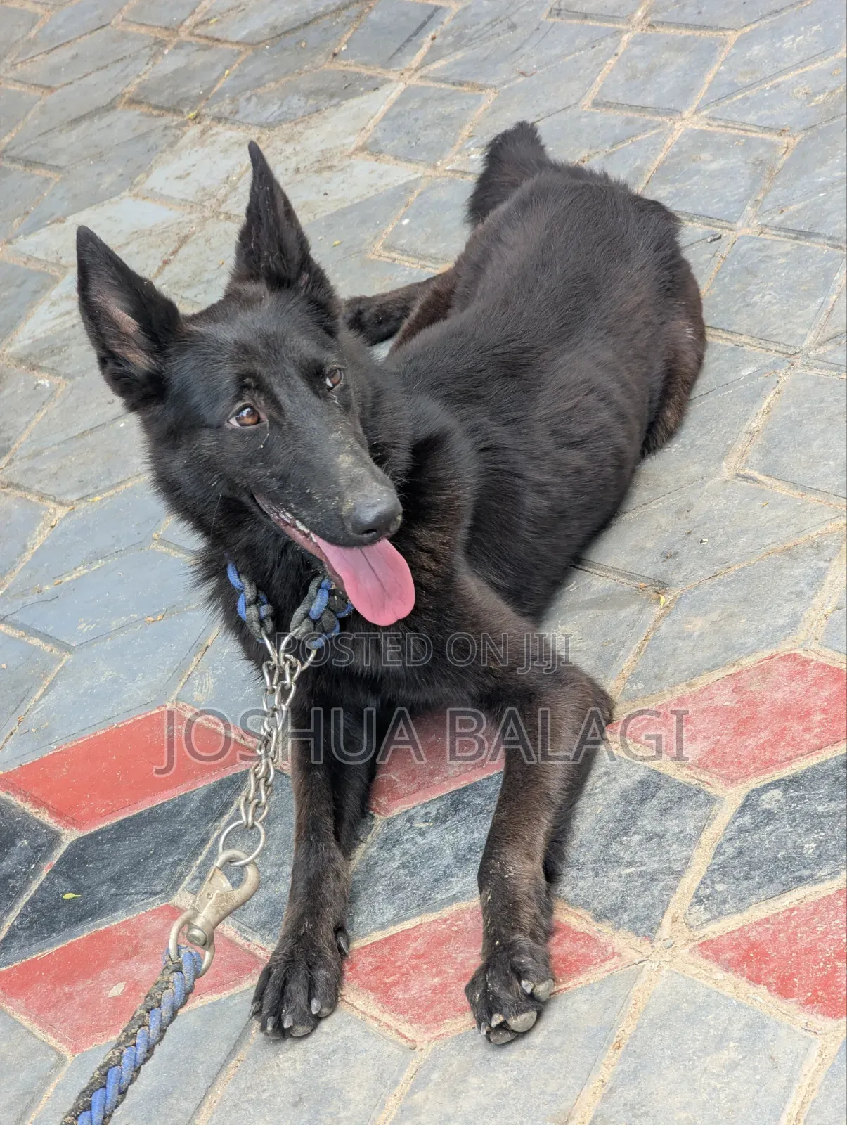 3-6 months Female Purebred German Shepherd