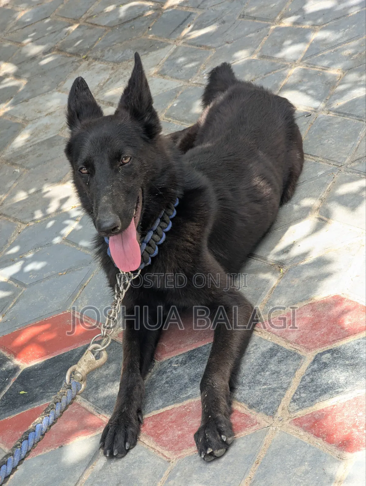 3-6 months Female Purebred German Shepherd
