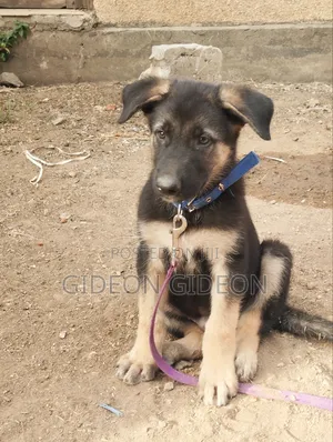 0-1 month Male Purebred German Shepherd