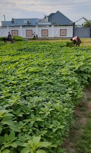 Plot for Sale