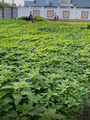 Plot for Sale