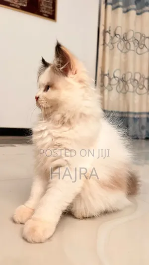 3-6 months Female Purebred Persian