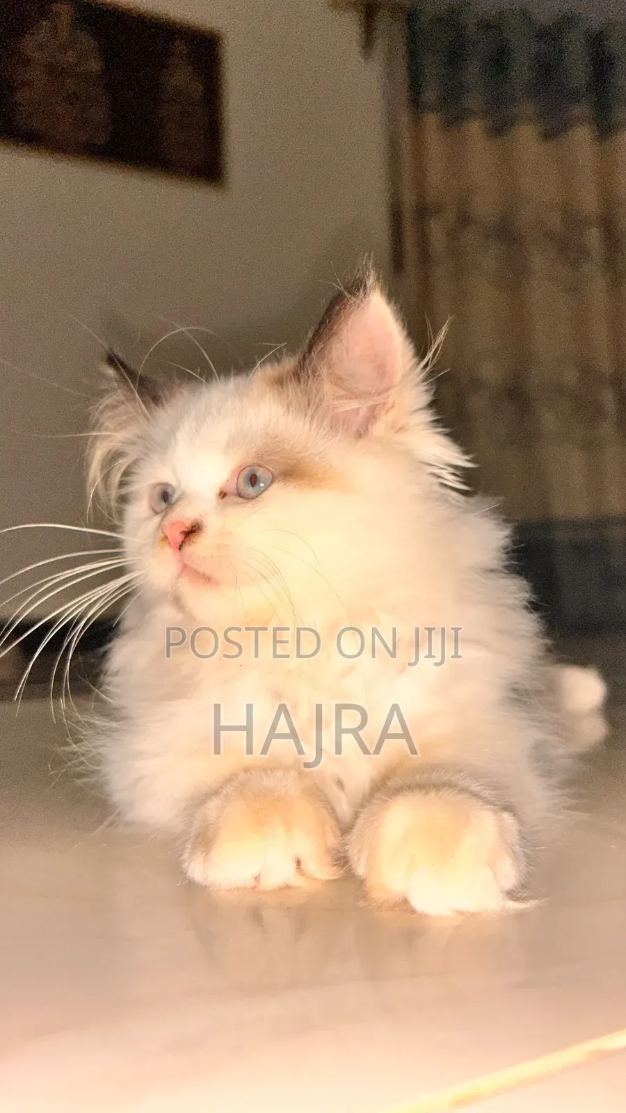 3-6 months Female Purebred Persian