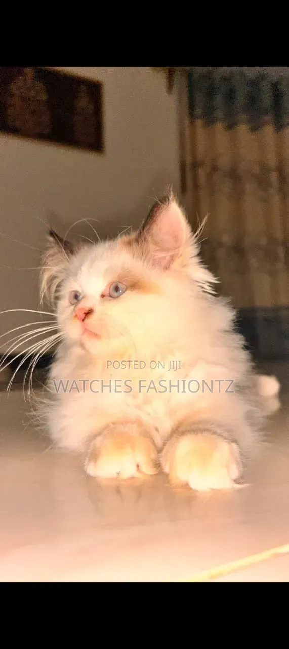 6-12 months Female Purebred Ragdoll