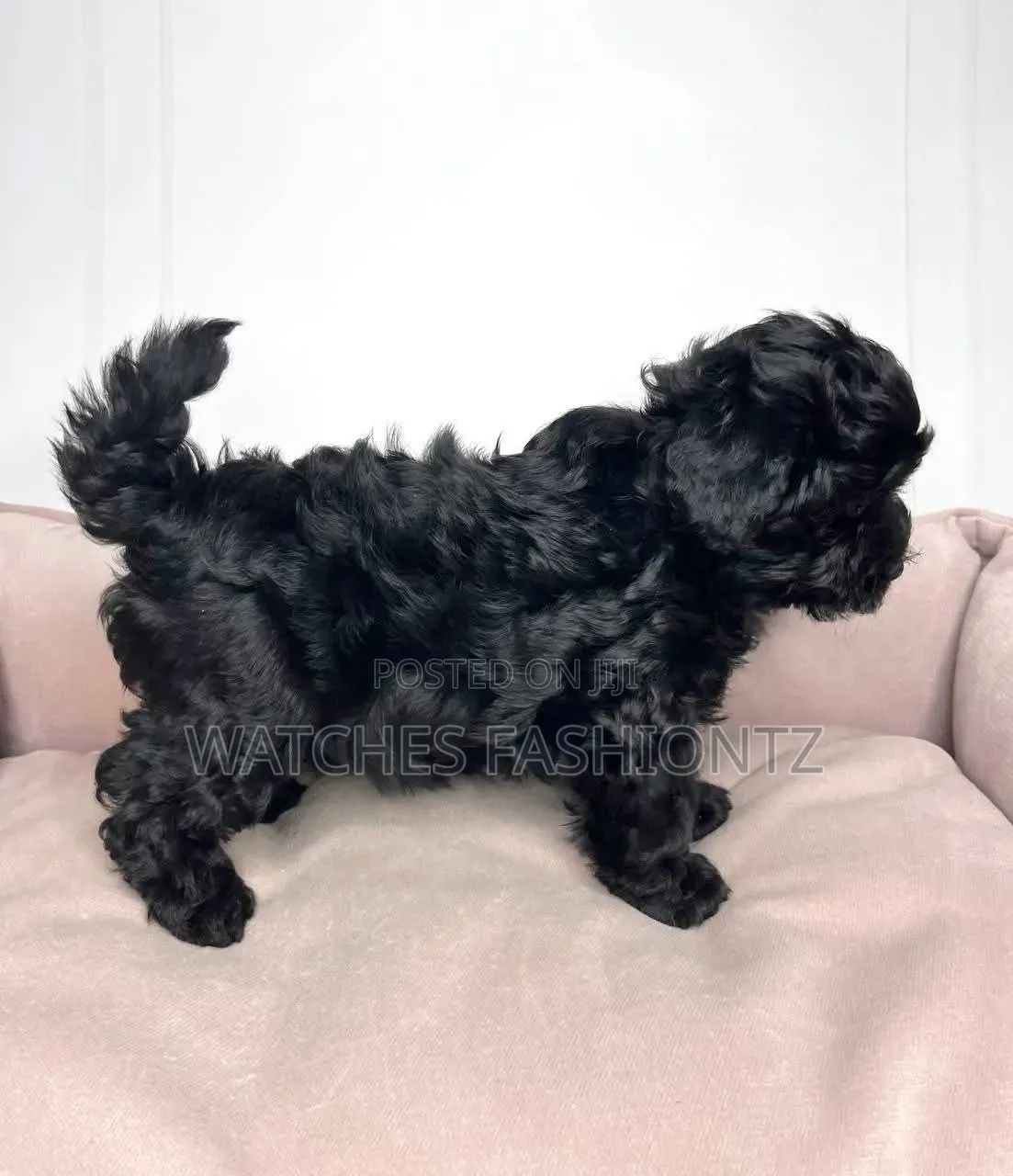 1-3 months Male Purebred Maltipoo