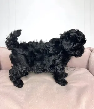 1-3 months Male Purebred Maltipoo