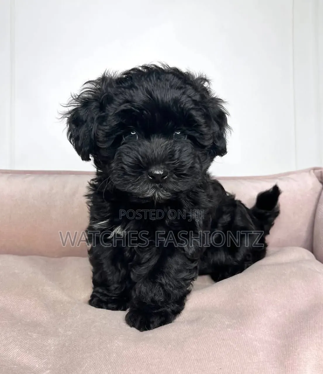 1-3 months Male Purebred Maltipoo