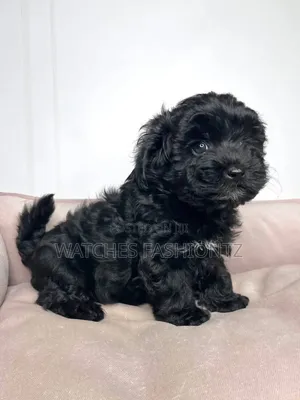 1-3 months Male Purebred Maltipoo