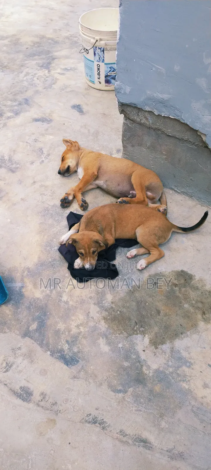 3-6 months Male Mixed Breed Fox Terrier