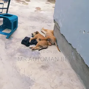 3-6 months Male Mixed Breed Fox Terrier