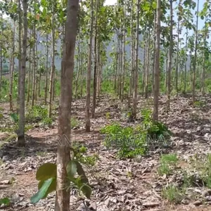 Shamba La Hekari 5 La Mitiki