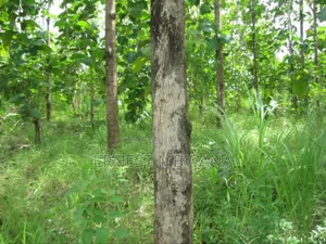 Shamba La Hekari 5 La Mitiki
