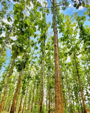 Shamba La Hekari 5 La Mitiki