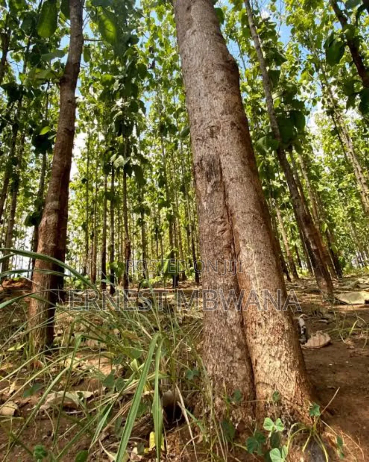Shamba La Hekari 5 La Mitiki