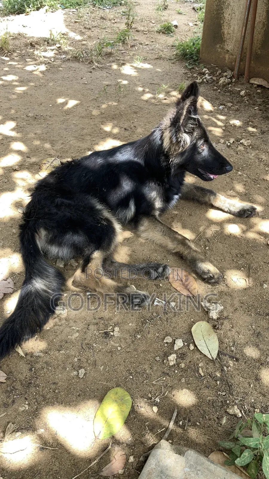 3-6 months Male Purebred German Shepherd