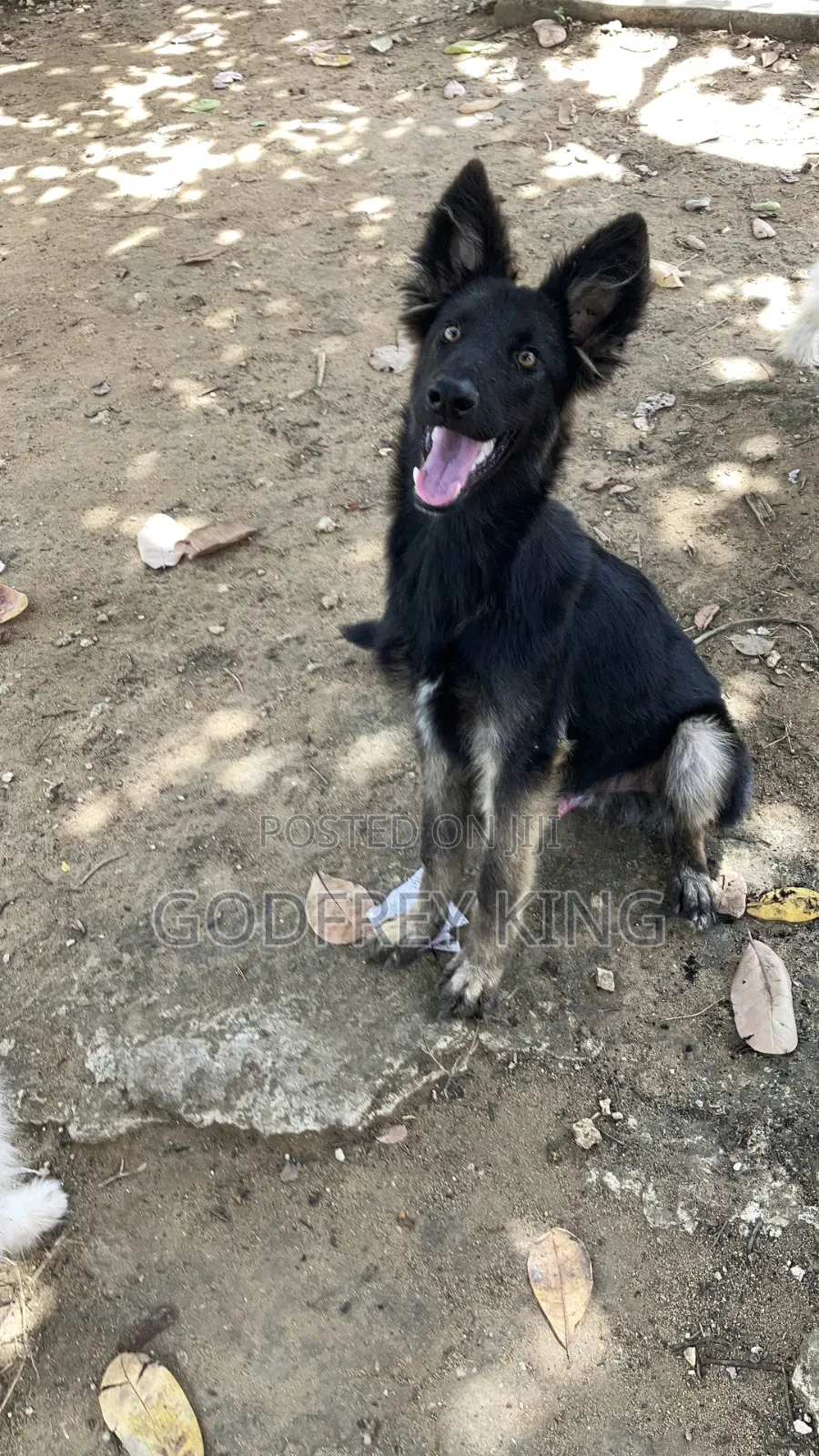3-6 months Male Purebred German Shepherd