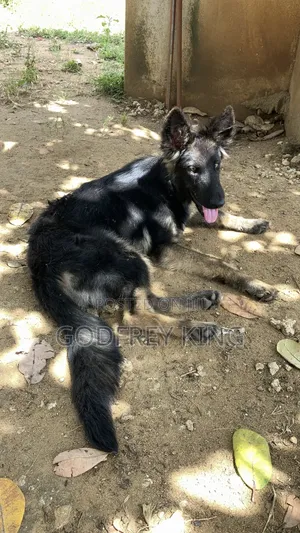 3-6 months Male Purebred German Shepherd