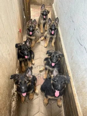 3-6 months Male Purebred German Shepherd