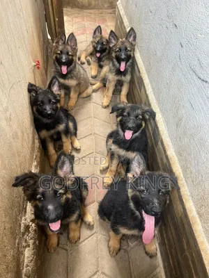 3-6 months Male Purebred German Shepherd