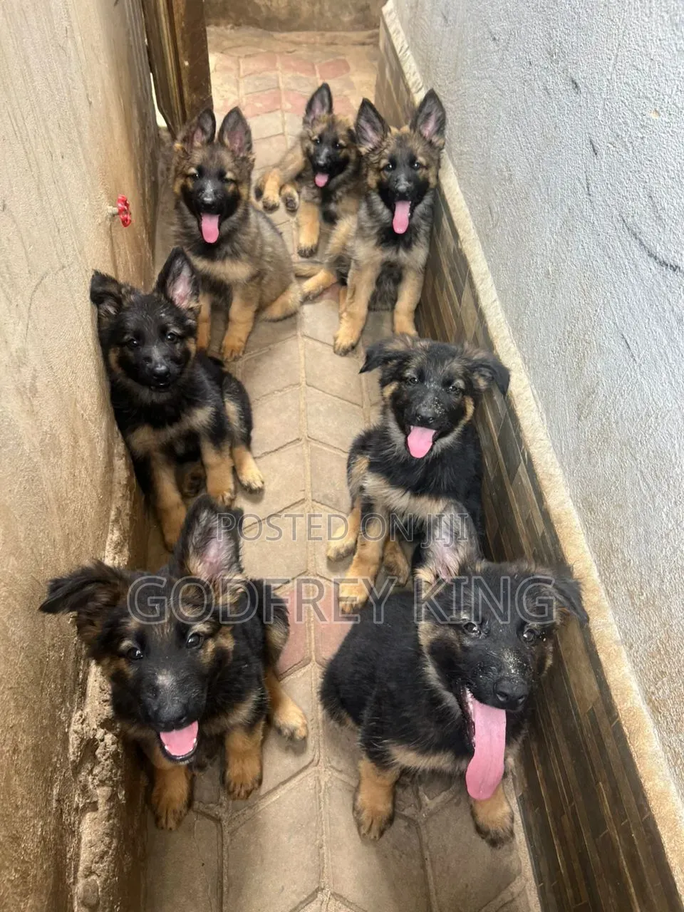3-6 months Male Purebred German Shepherd