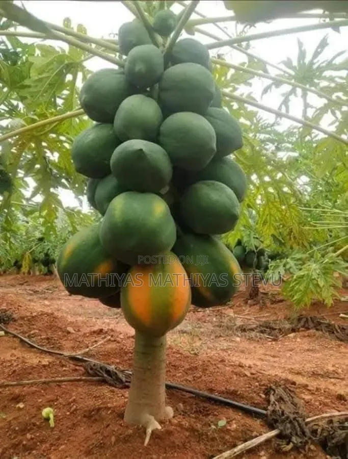 Miche Ya Matunda Ya Papai