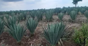 Shamba Linauzwa