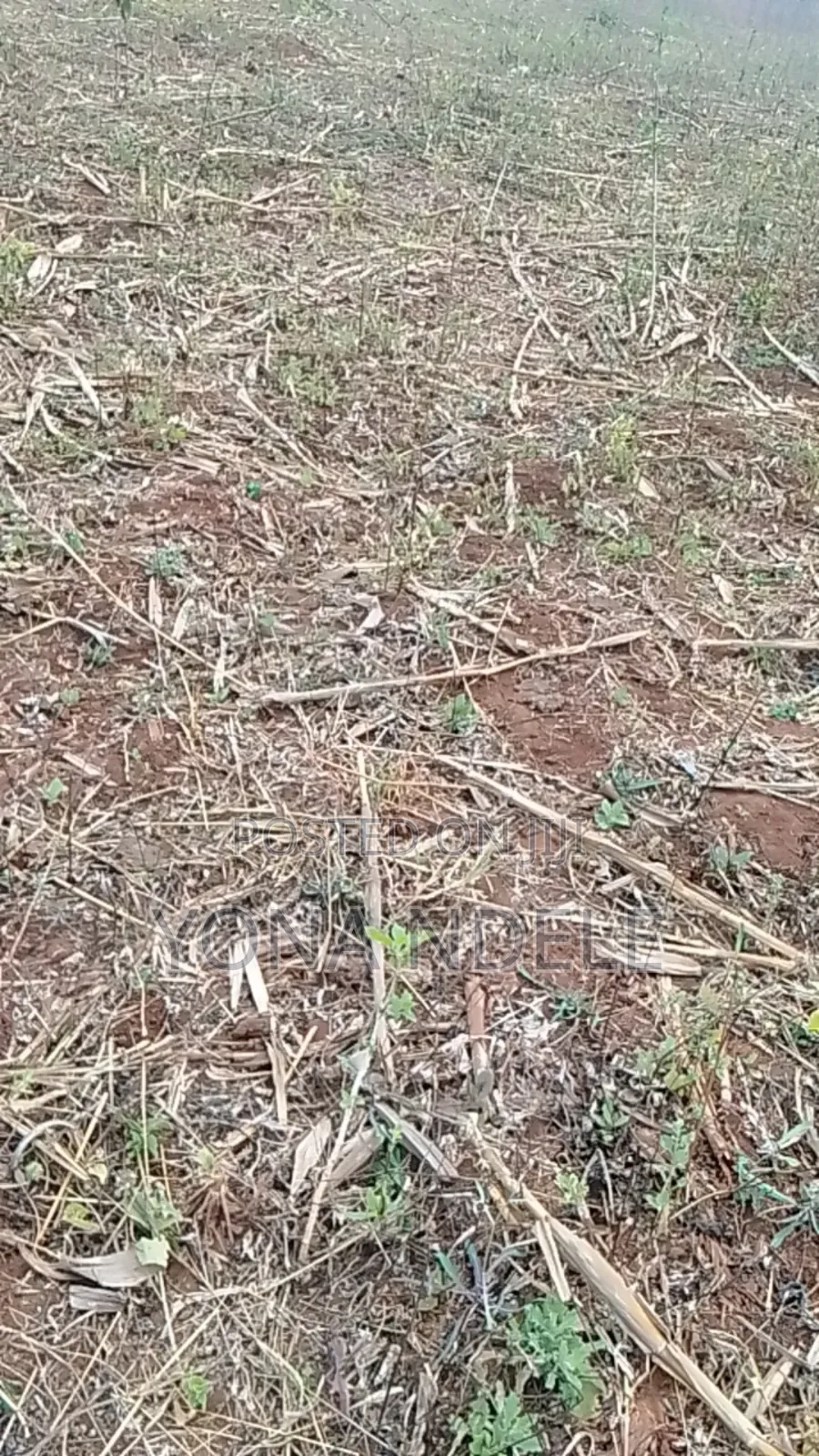 Shamba Linauzwa