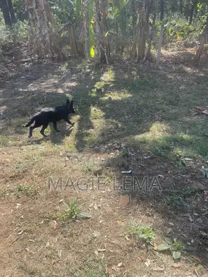 3-6 months Male Purebred German Shepherd