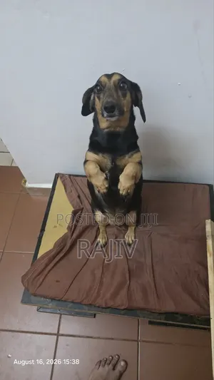 1+ year Female Purebred Dachshund