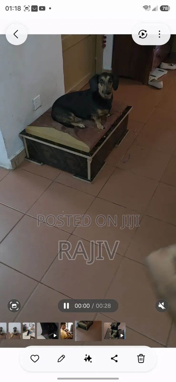 1+ year Female Purebred Dachshund