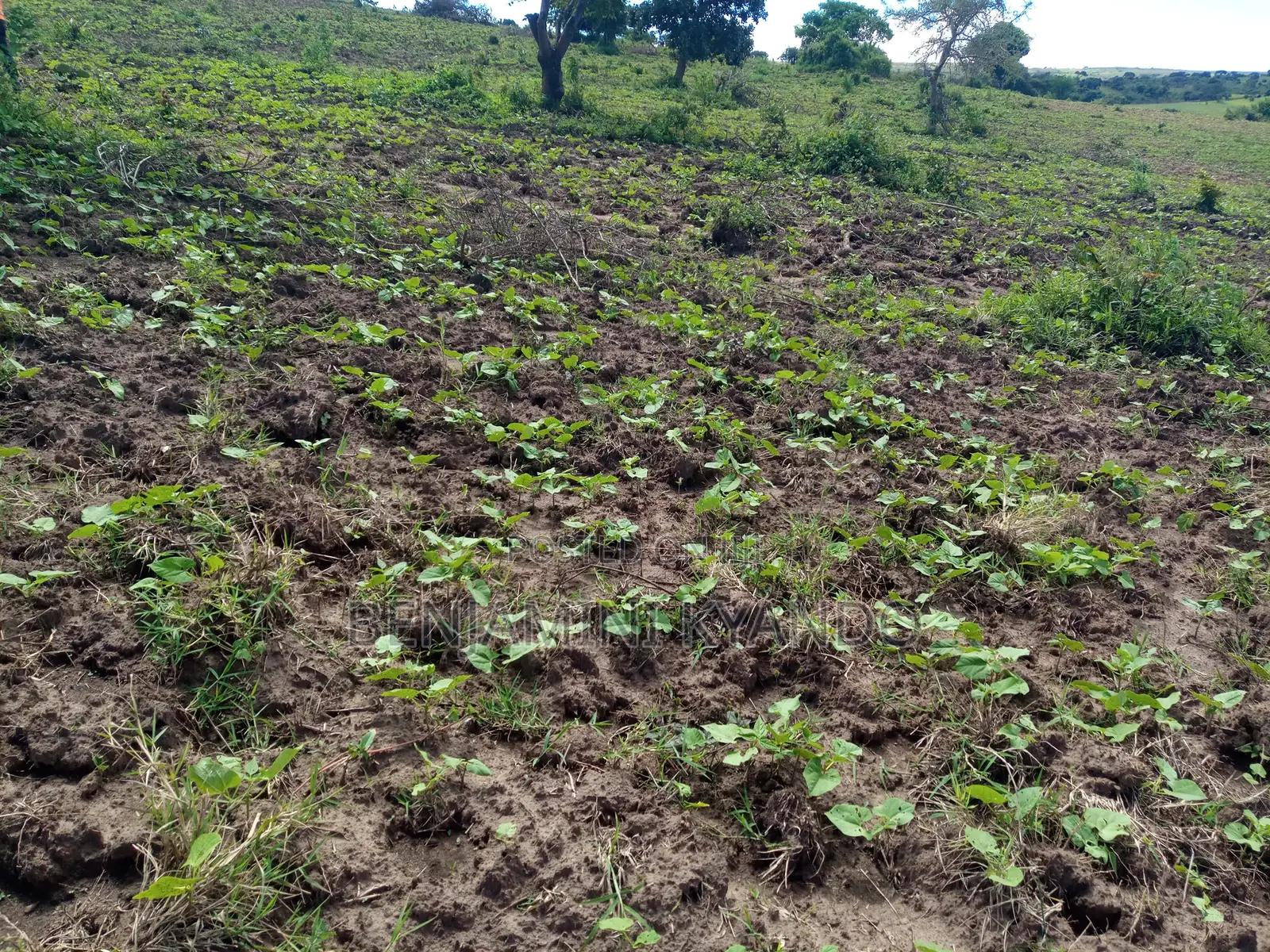 Shamba La Hela 80 Linauzwa Manispaa Ya Sumbawanga