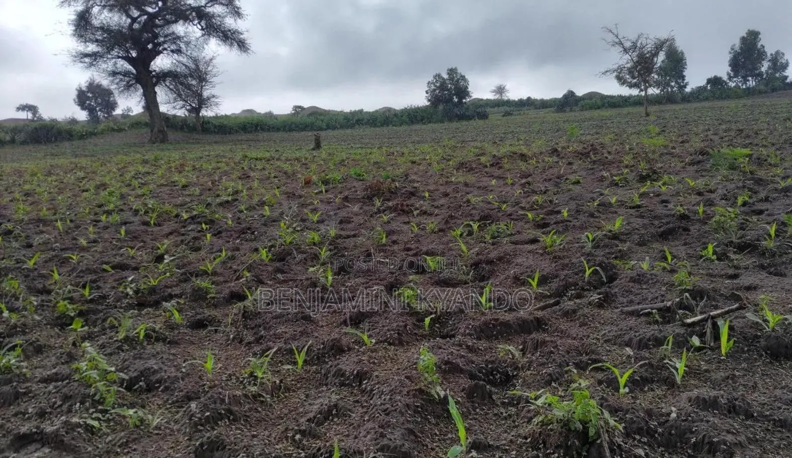 Shamba La Hela 80 Linauzwa Manispaa Ya Sumbawanga