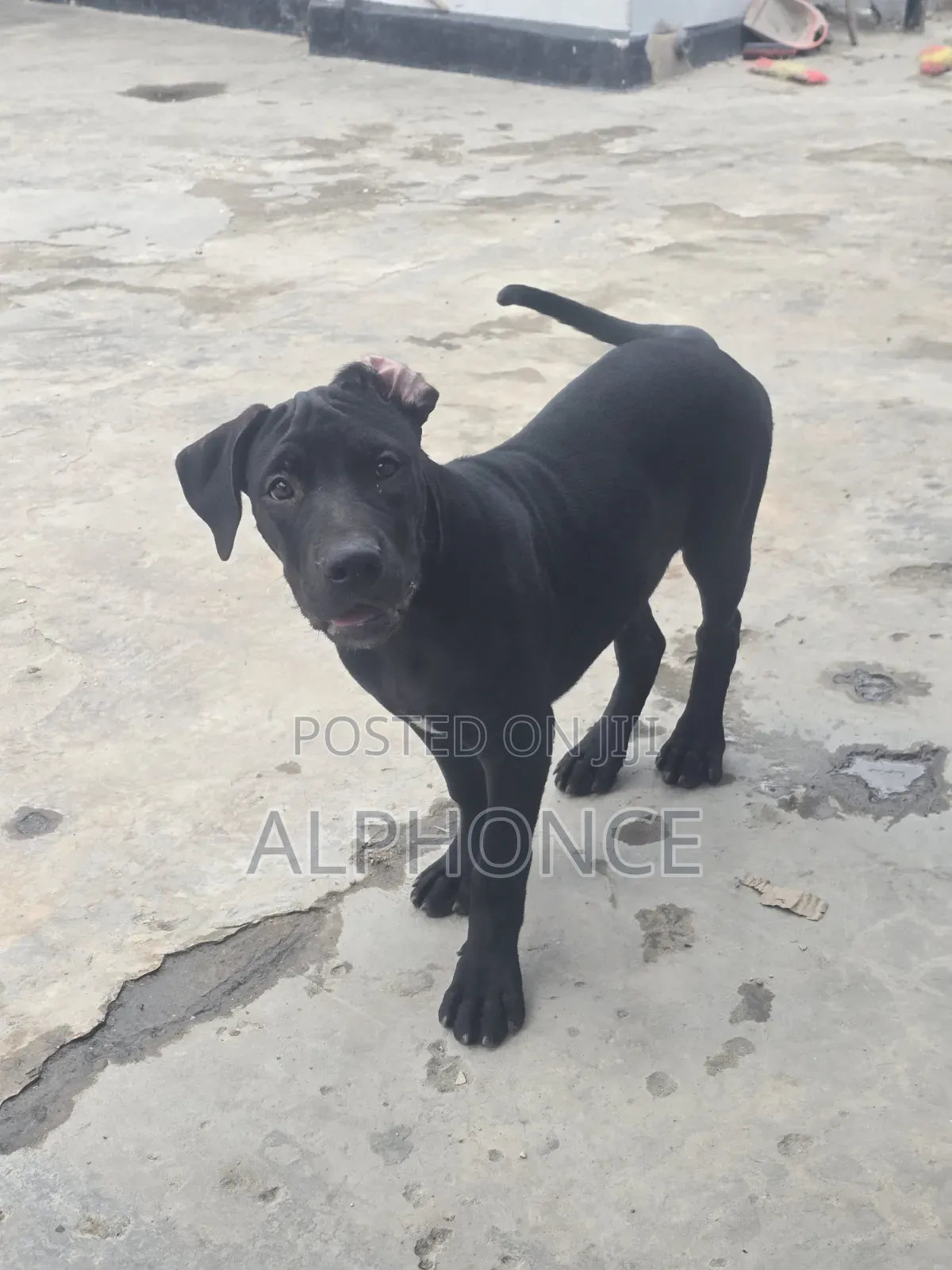 3-6 months Female Purebred American Pit Bull Terrier