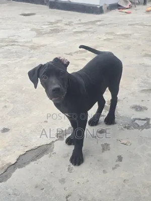 3-6 months Female Purebred American Pit Bull Terrier