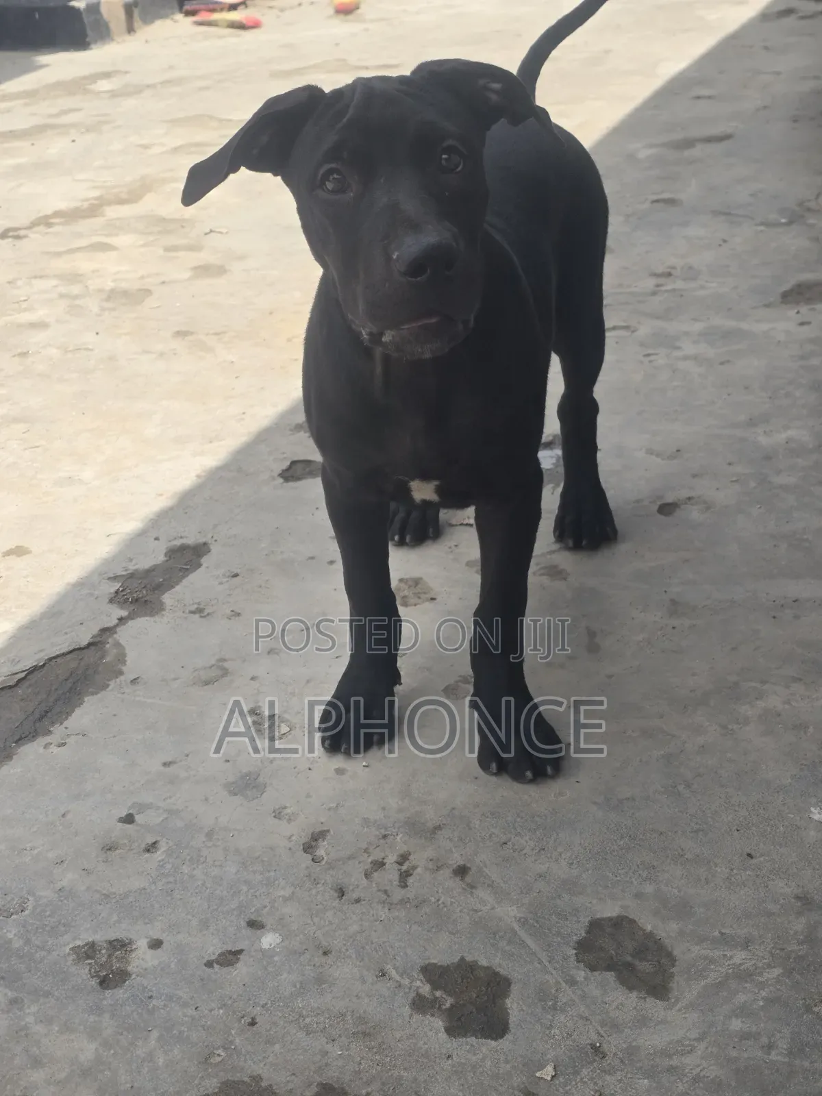 3-6 months Female Purebred American Pit Bull Terrier