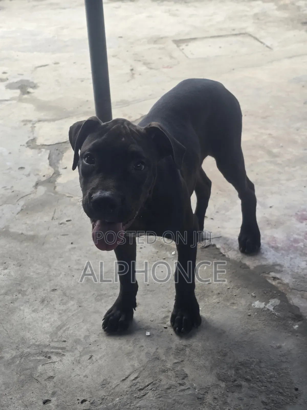 3-6 months Male Purebred American Pit Bull Terrier
