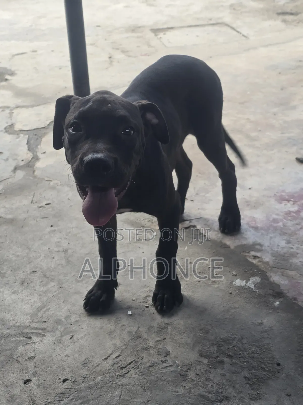 3-6 months Male Purebred American Pit Bull Terrier