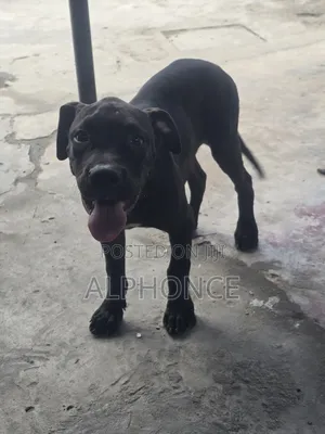 3-6 months Male Purebred American Pit Bull Terrier