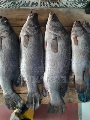 Samaki Sangara