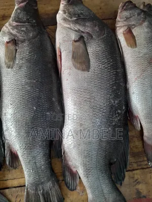 Samaki Sangara