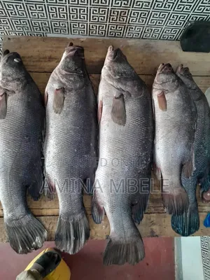 Samaki Sangara