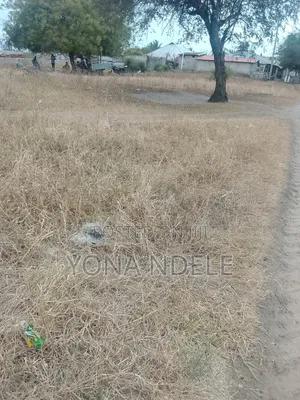 Eneo Linauzwa