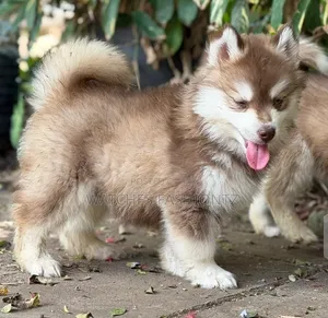 1-3 months Female Purebred Siberian Husky
