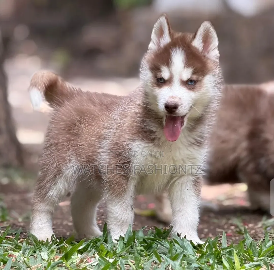 1-3 months Female Purebred Siberian Husky